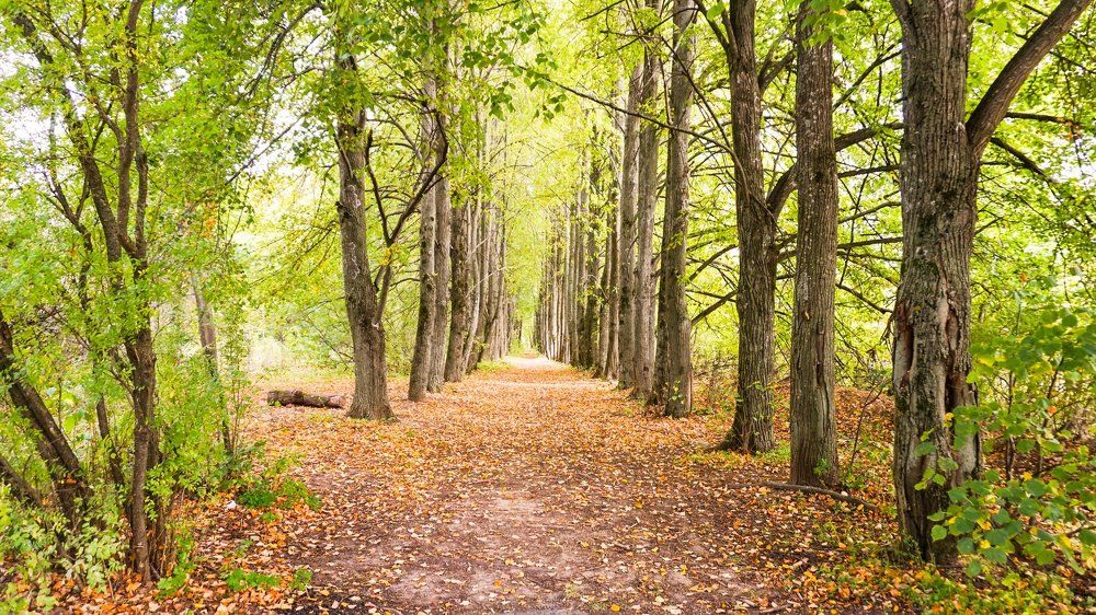 Autumn narrow path down the forest