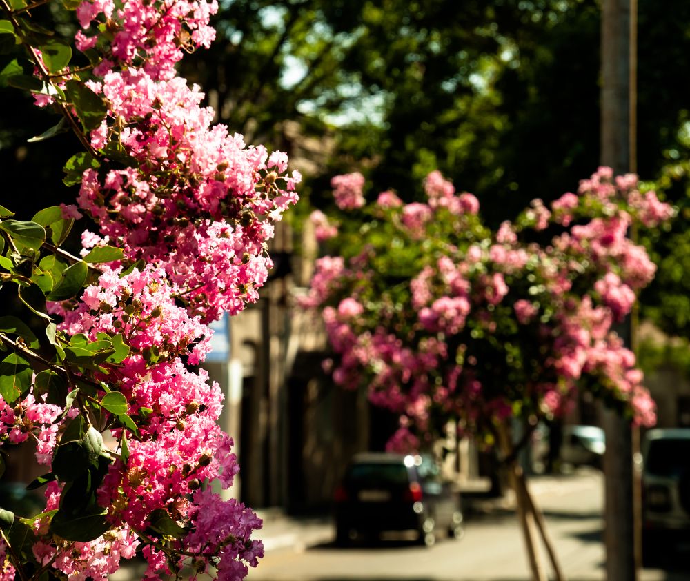 Цветущий Тбилиси