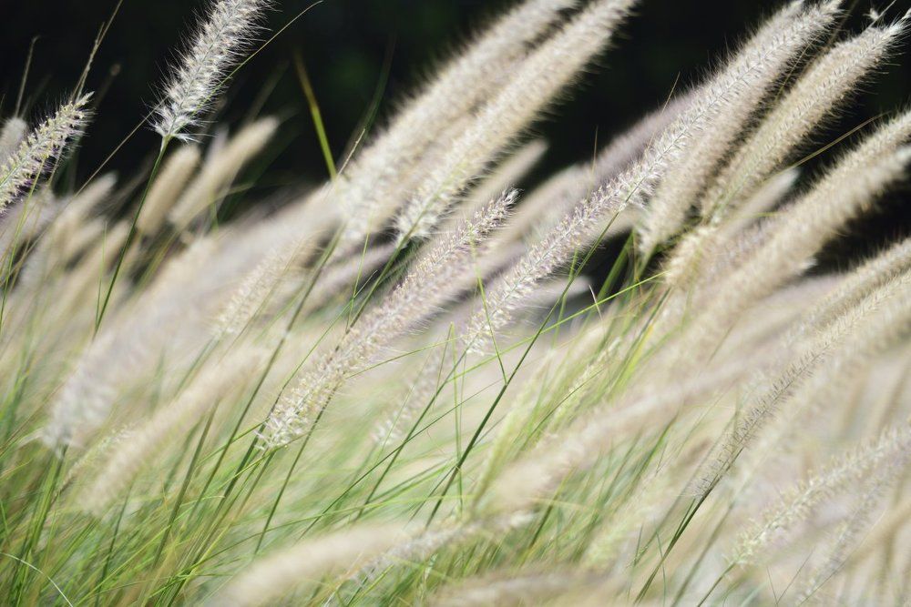 Photograph by Григорьев Игорь