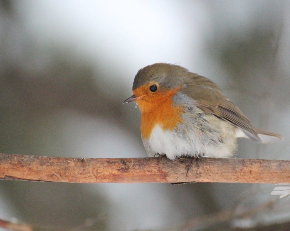 Зарянка зимой
