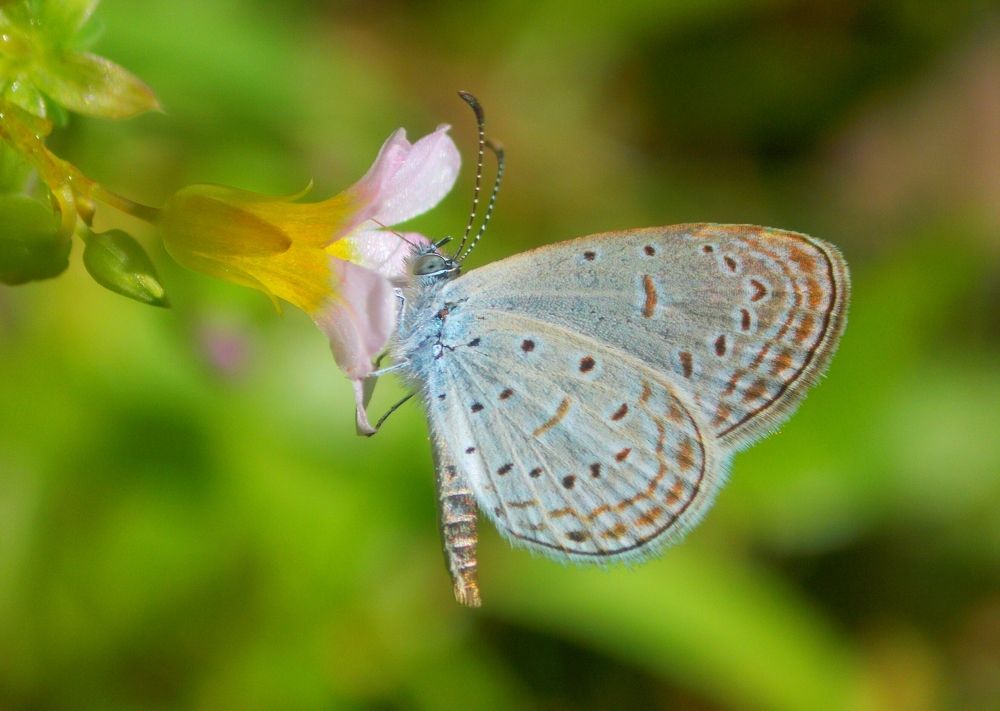 butterfly