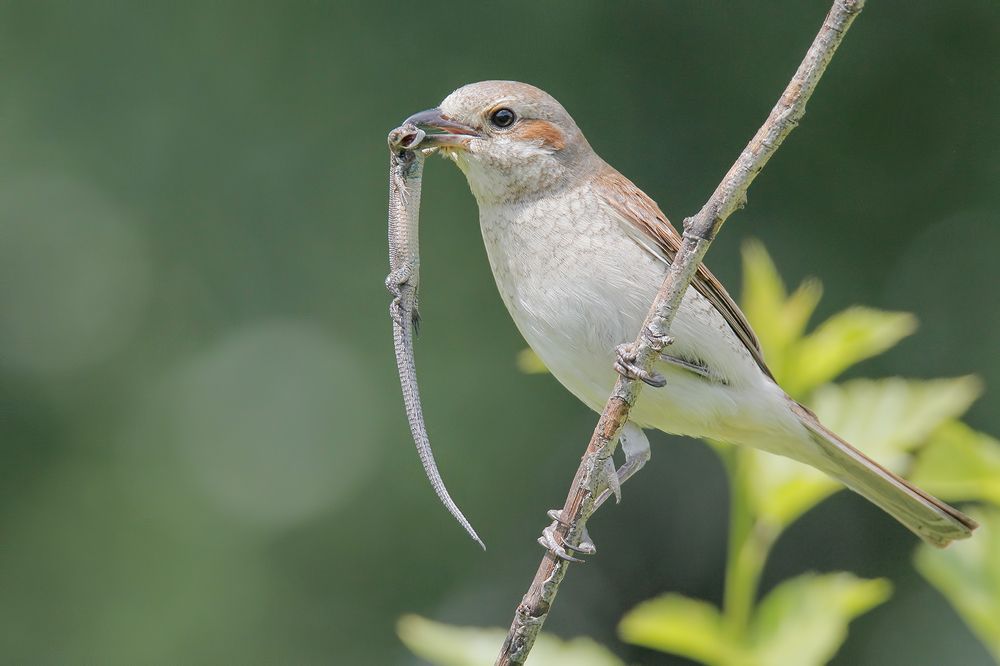 Улыбайся, нас снимают.