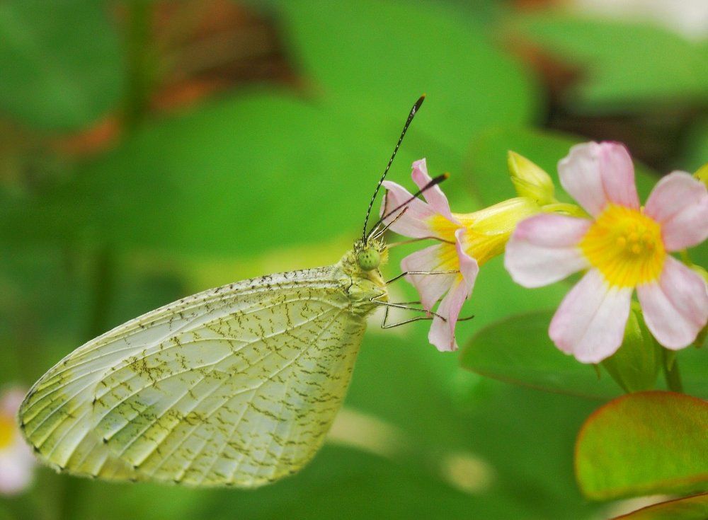 butterfly