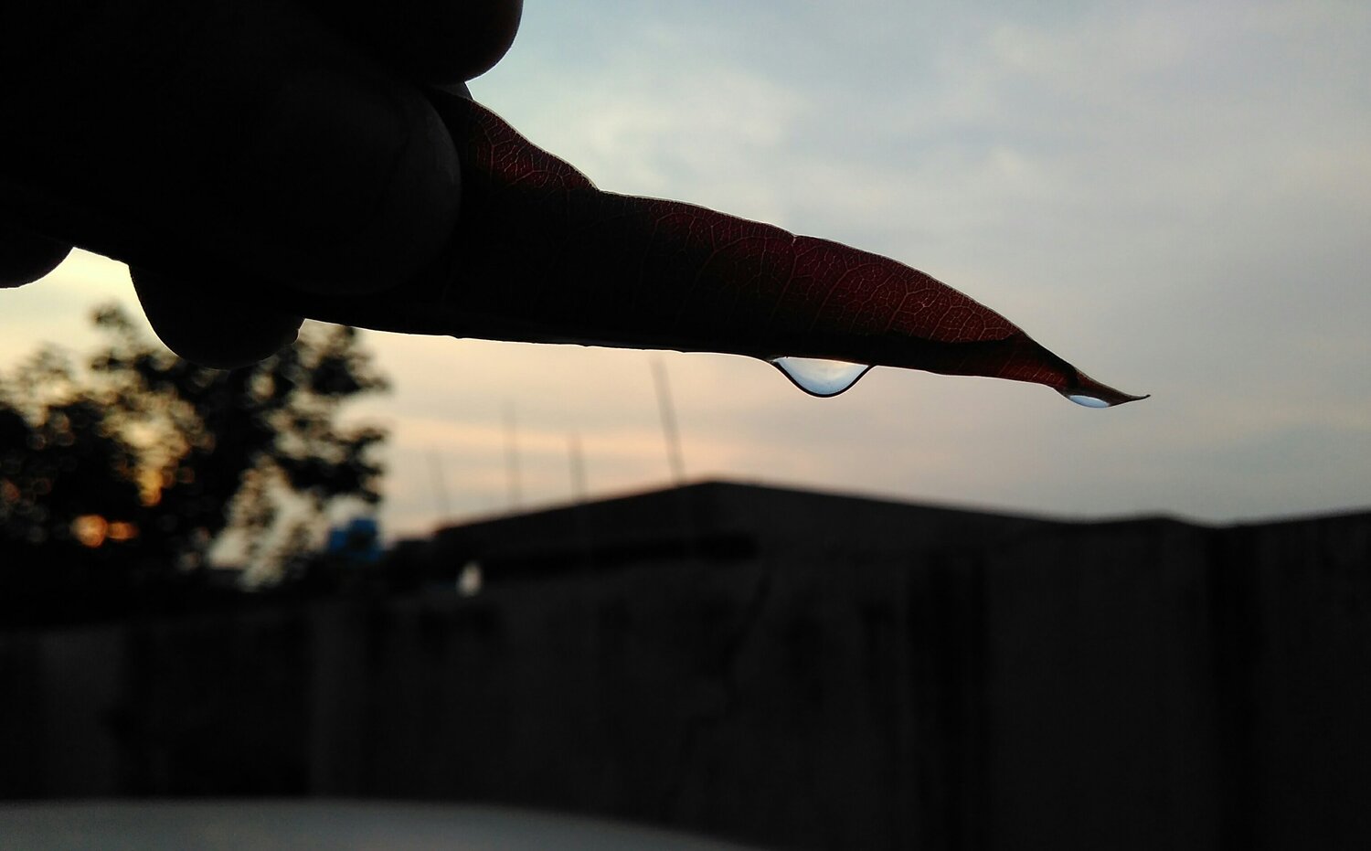 A leaf and a Drop