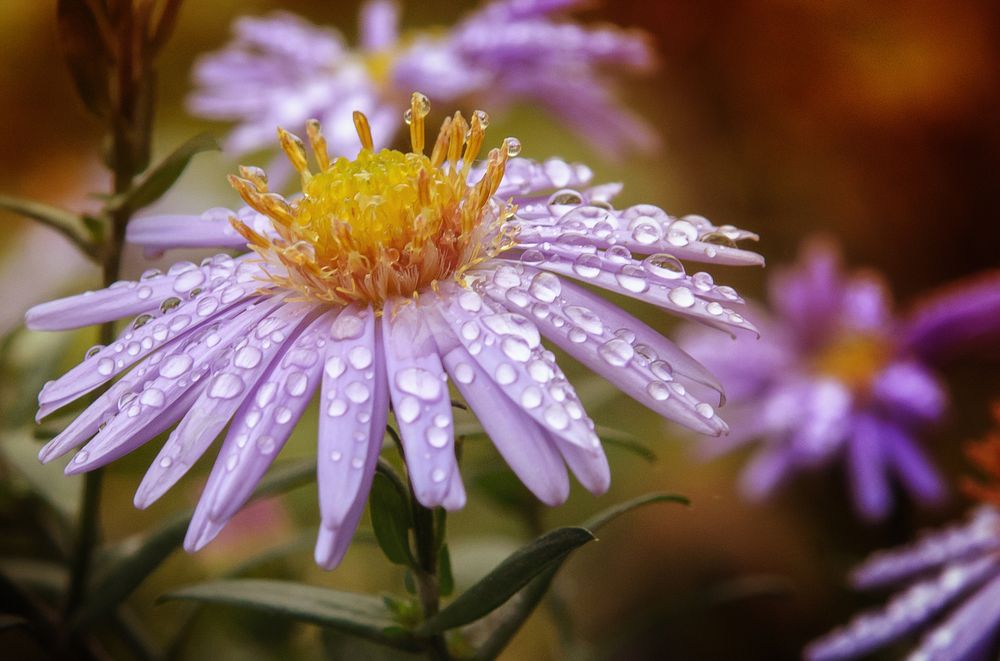 Photograph by Милородова Наталья