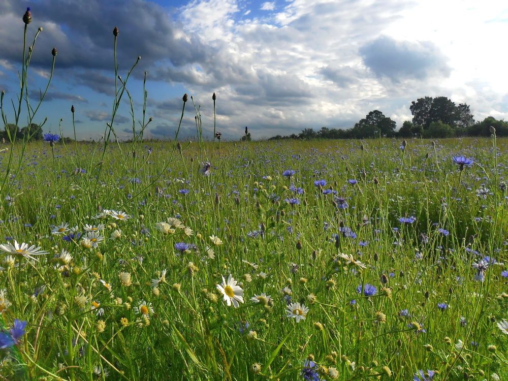 Поле васильков