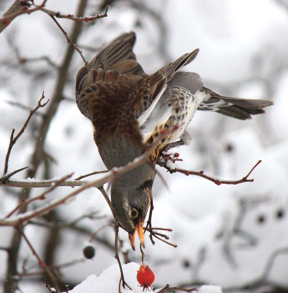 Дрозд Рябинник