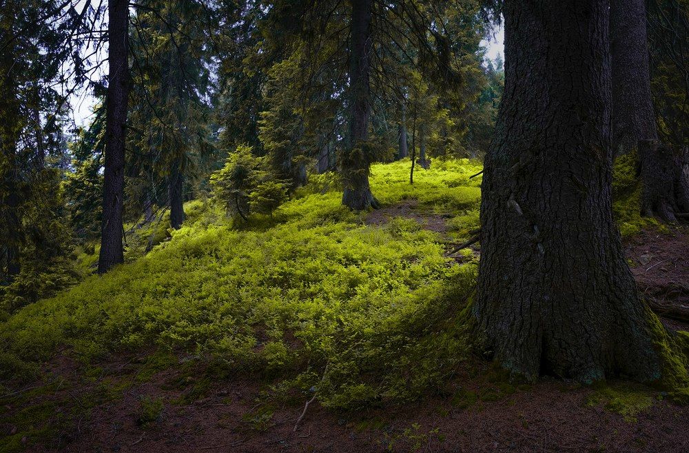 Карпатский лес