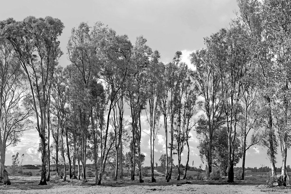 Эвкалипты и прочие...
