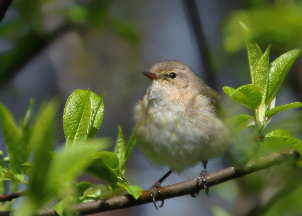 Photograph by Владимир Петрукович