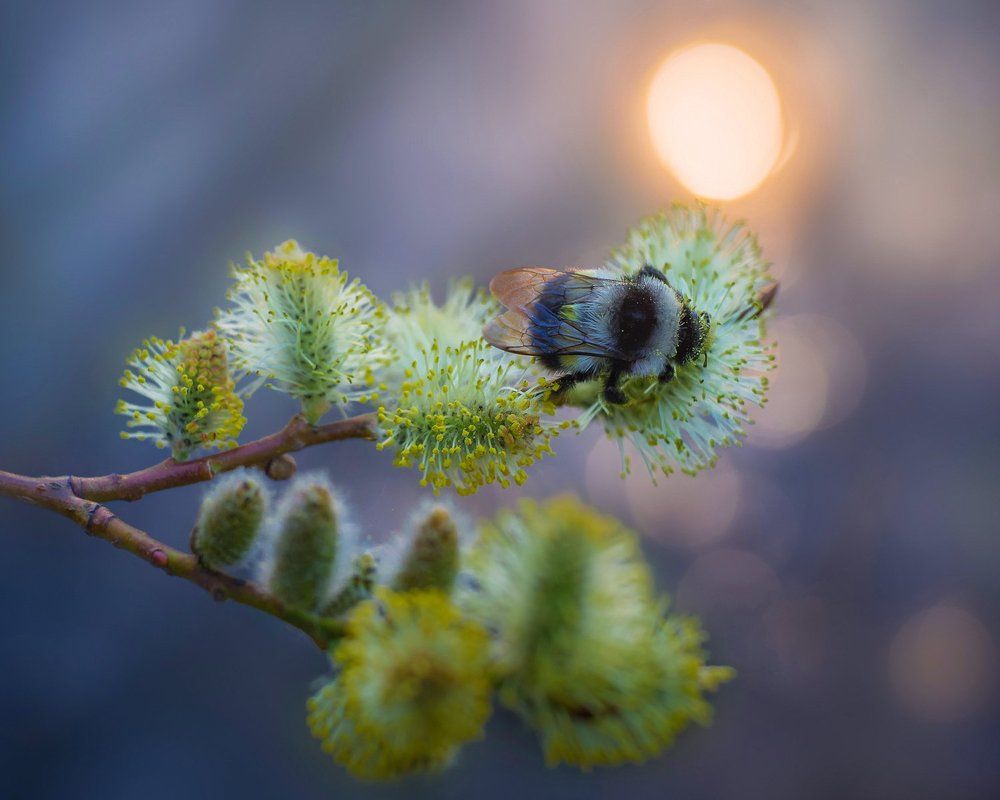 Вестники весны...