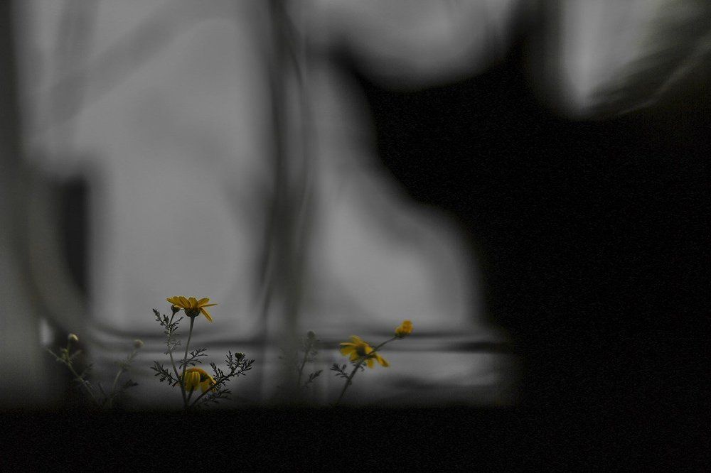 Yellow and the Shadow of the Cat.