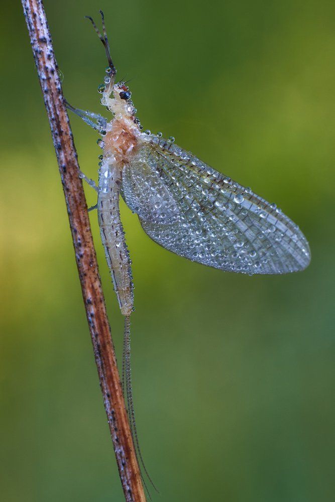 Утро подёнки...