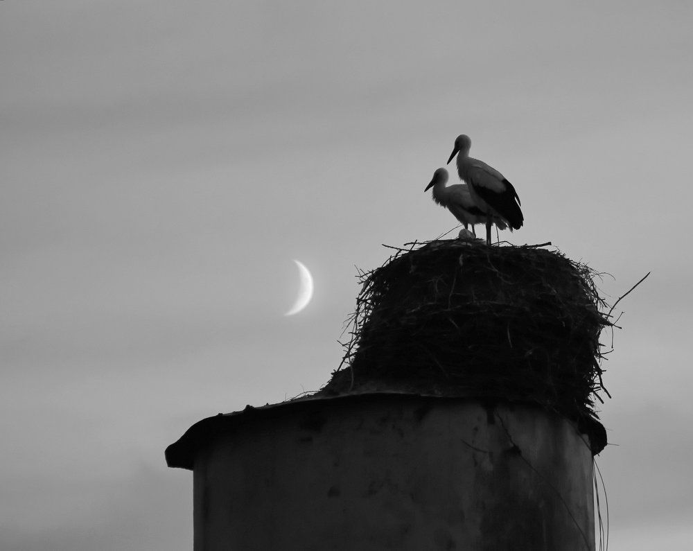 Любуясь месяцем