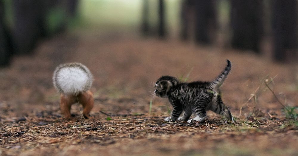То ли белочка, то ли виденье (этапы странного знакомства белки и кота)