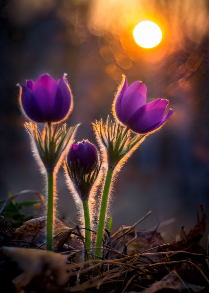 Майские первенцы...