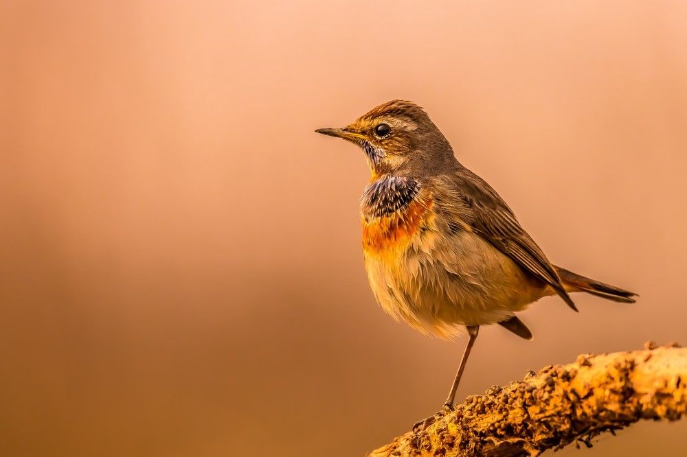 An evening with Bluethroat