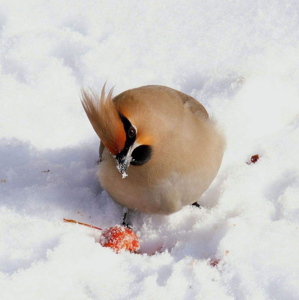 Winter bird