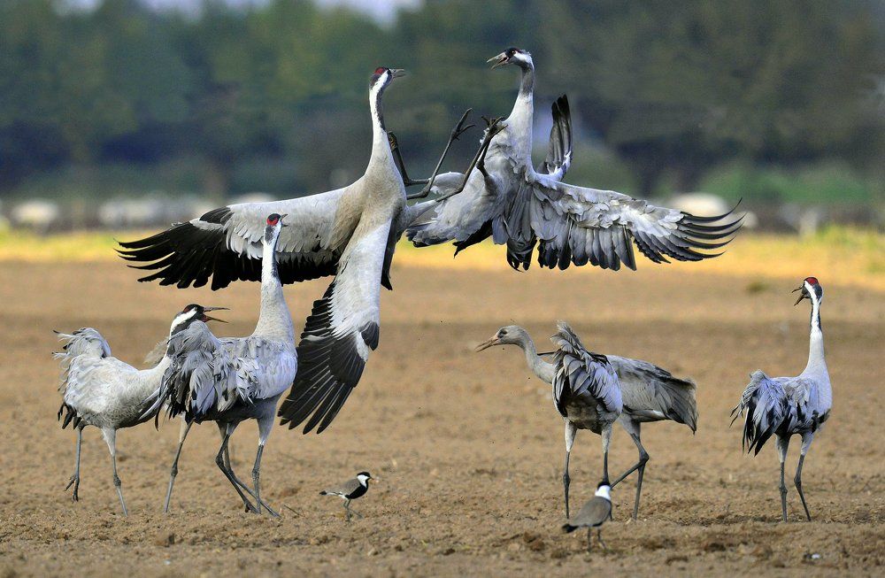 Ритуальные танцы серых журавлей.