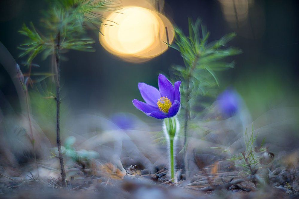 Этюд с сон-травой