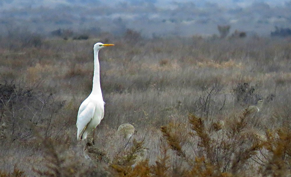 Белая цапля в окружении стрепетов