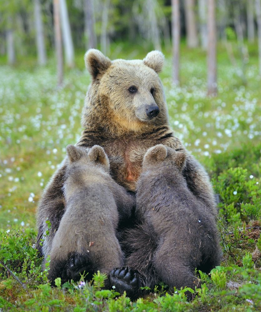 Из жизни бурых медведей.