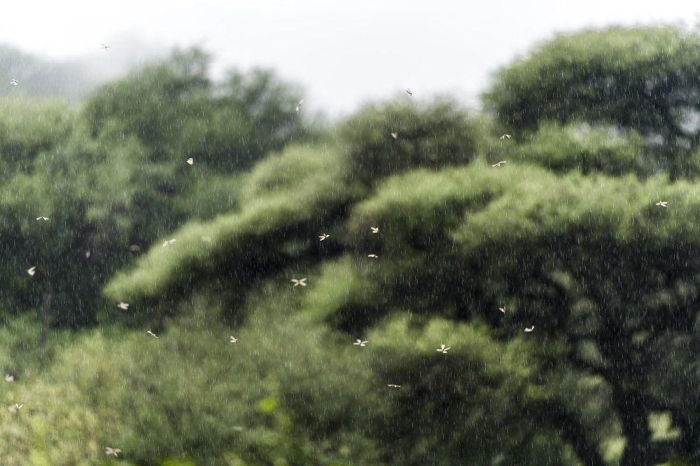 Дождь и термиты