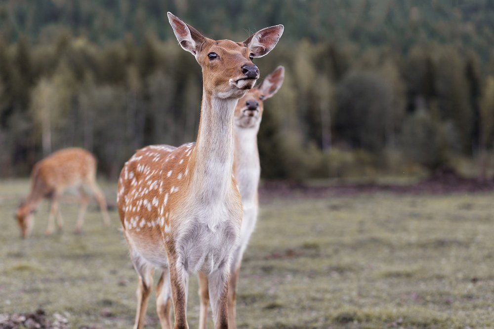 Уральский Бэмби