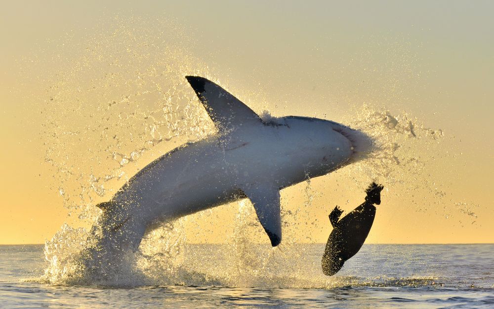 Белая акула нападает.