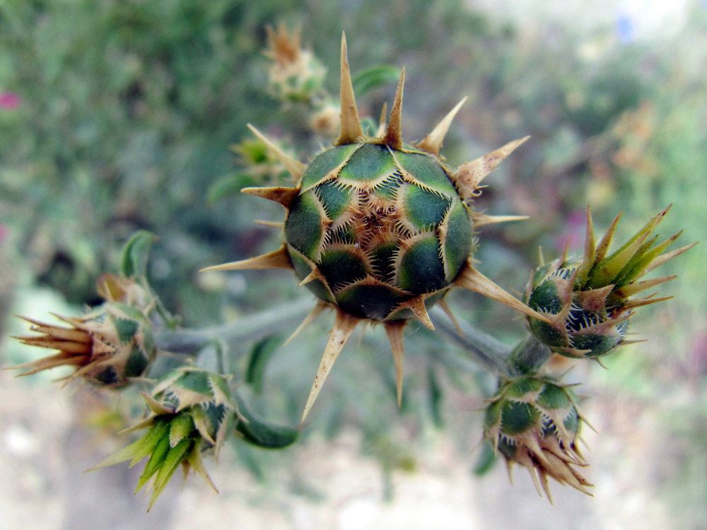 Неземная красавица