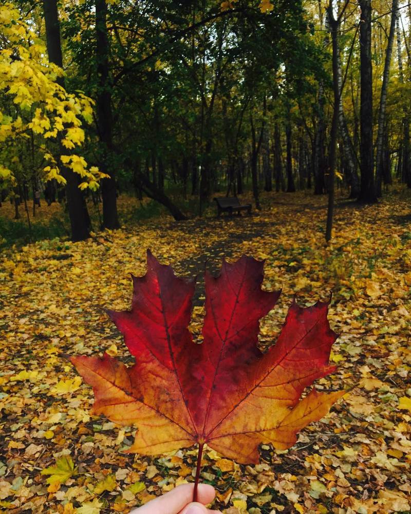 Осенняя сказка