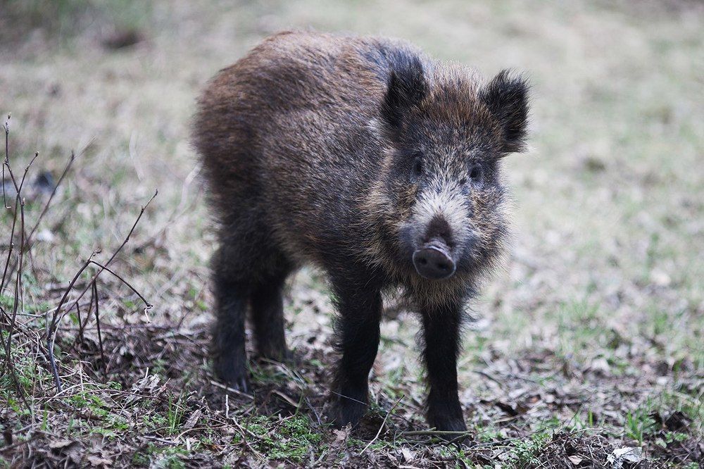 Boar ALF