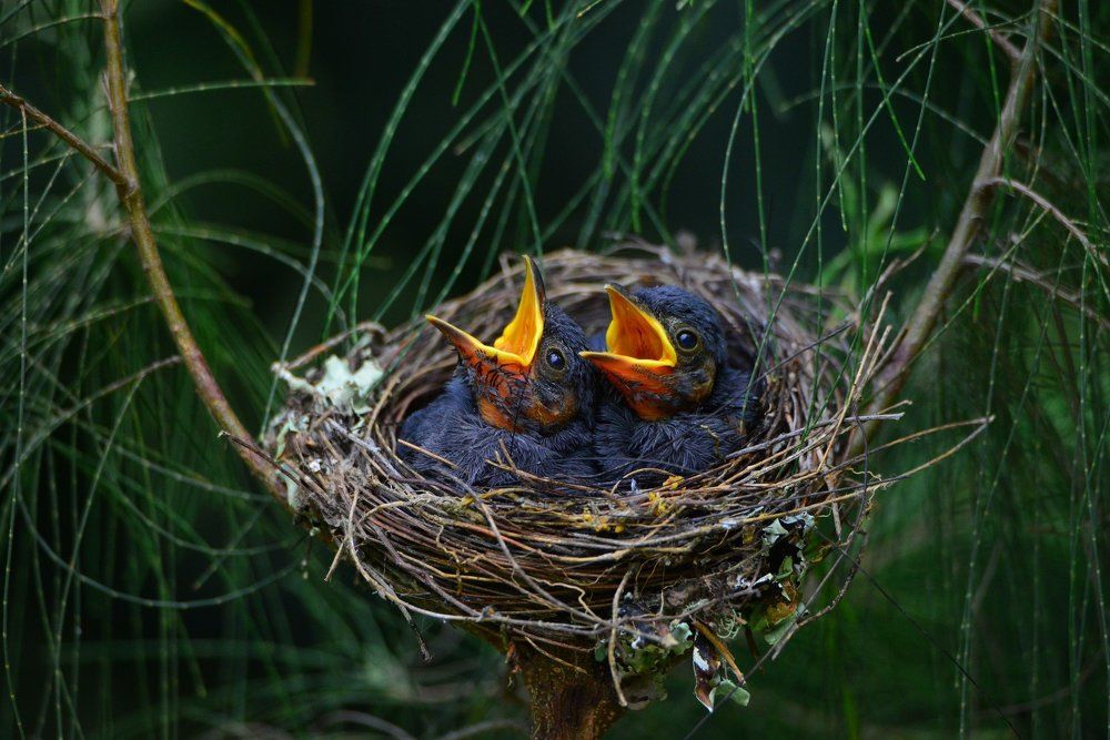 two little birds was hungry