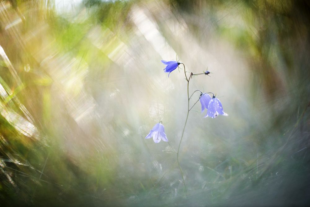 Смена декораций