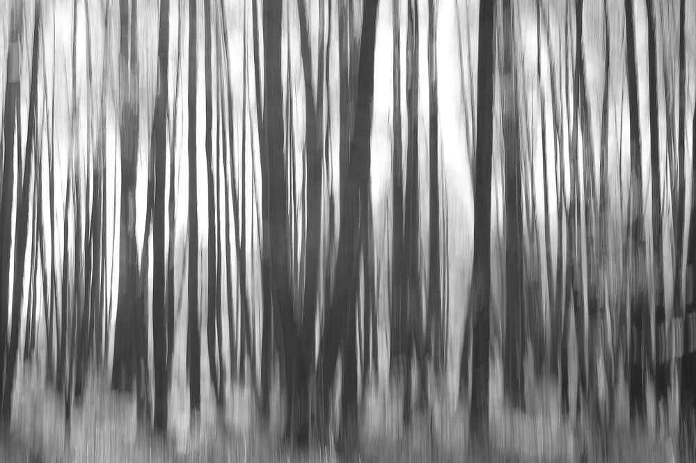 Сны брянского леса.