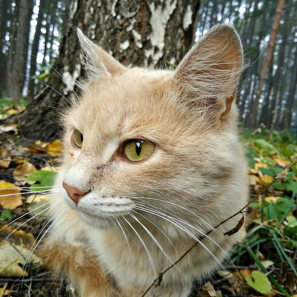 Уличное Солнце