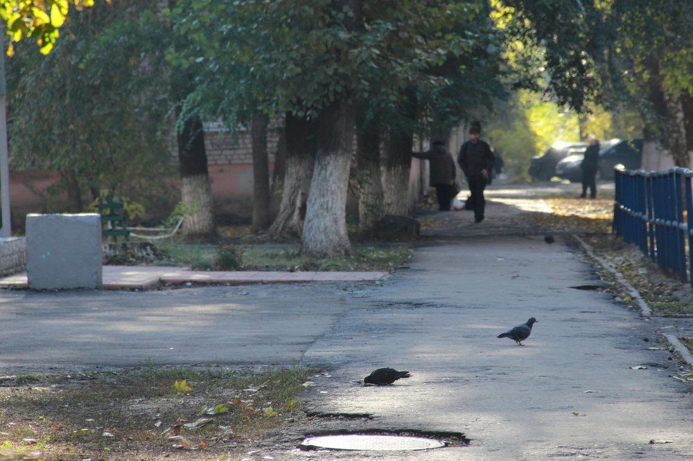 Птицы и люди