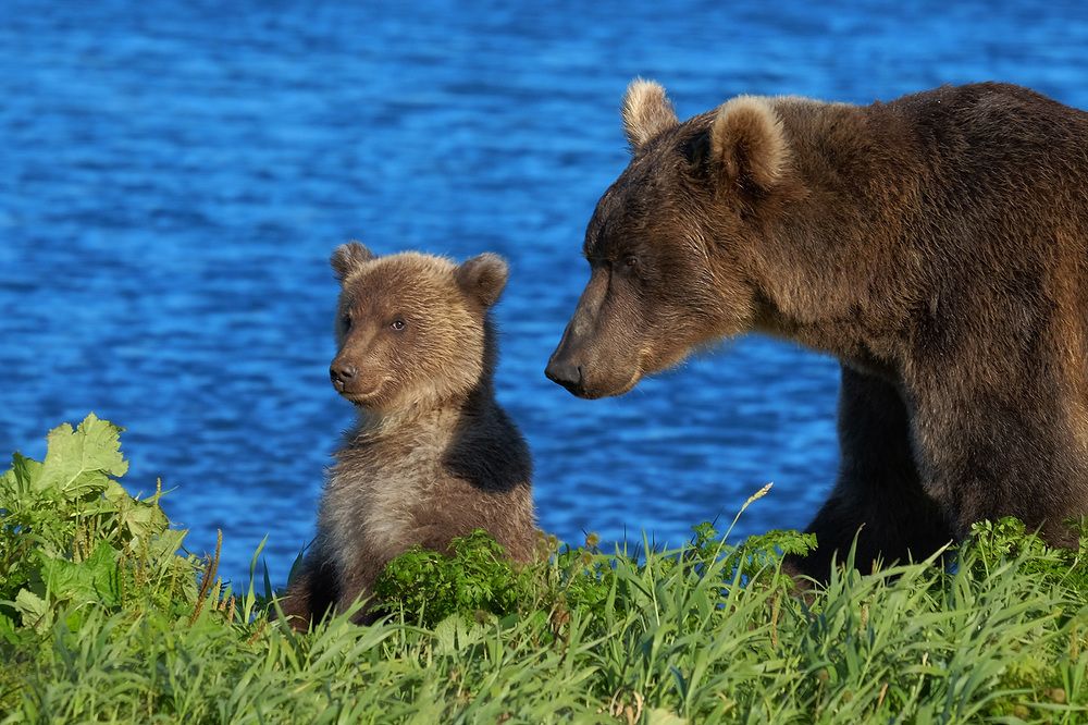Мишки на озере