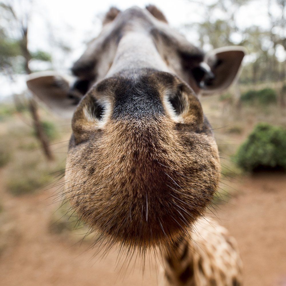 Взаимное любопытство