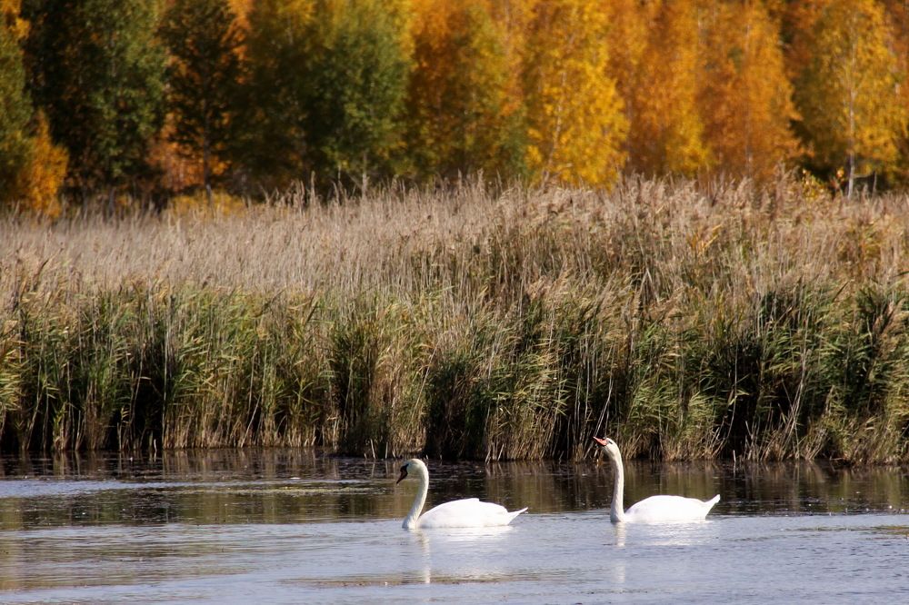 Лебединая верность