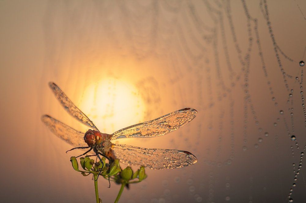 На рассвете.