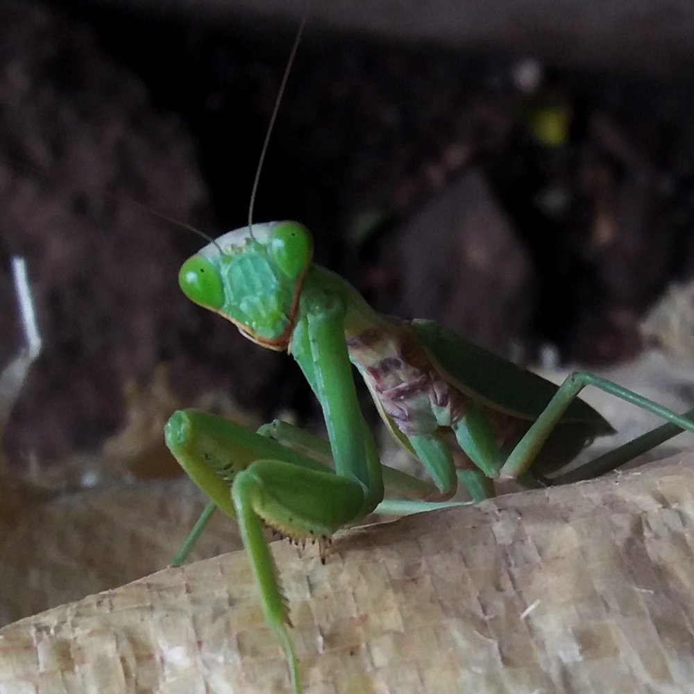 Eye contact with Mantis