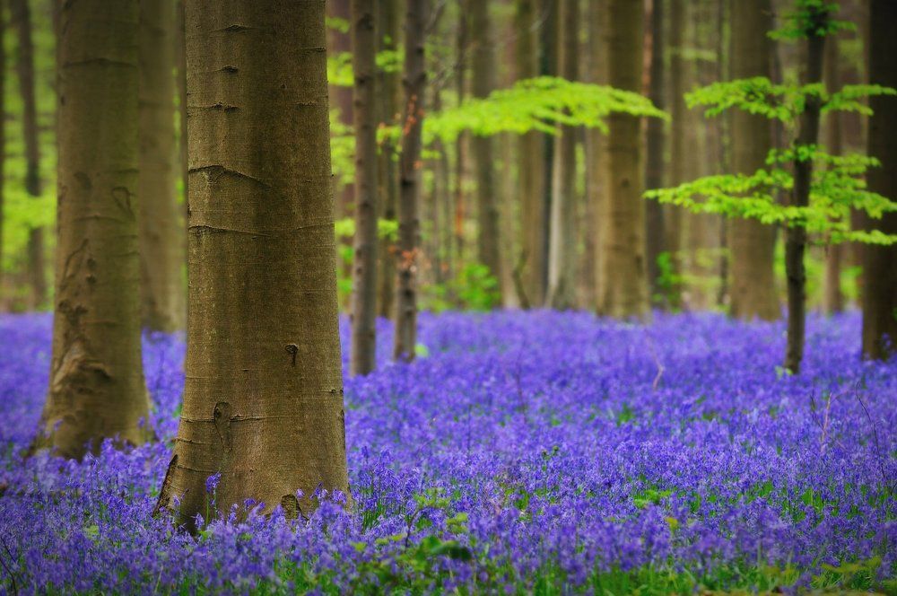 В весеннем лесу