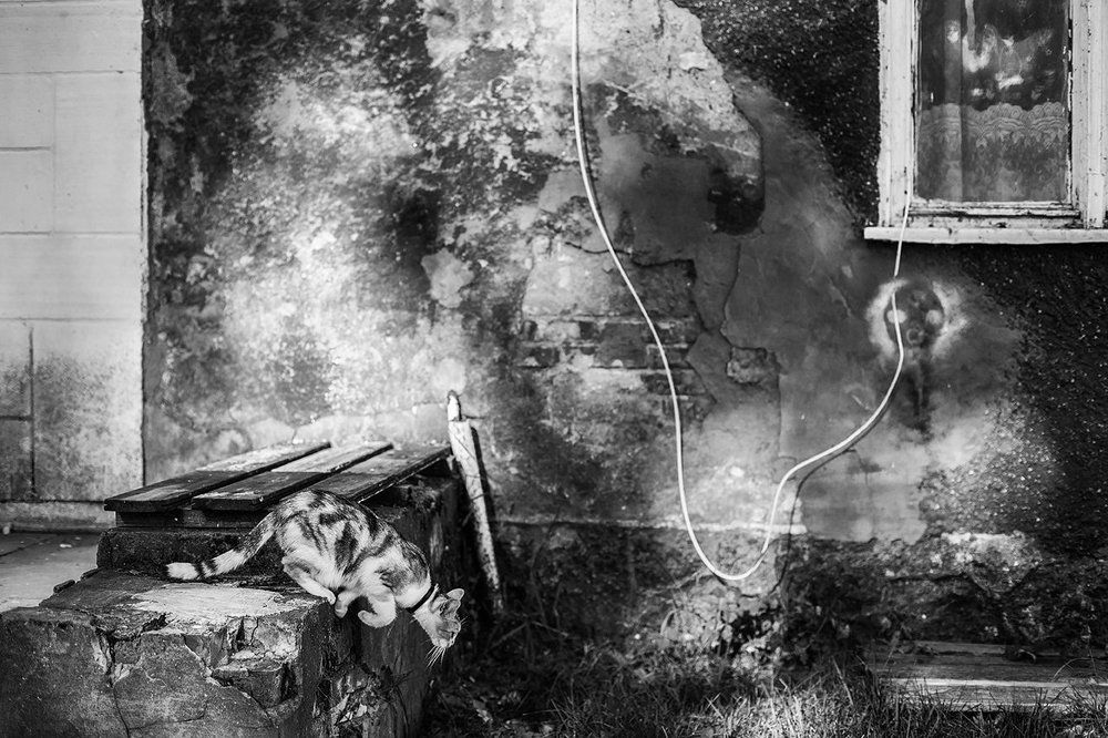 Every cat has a past