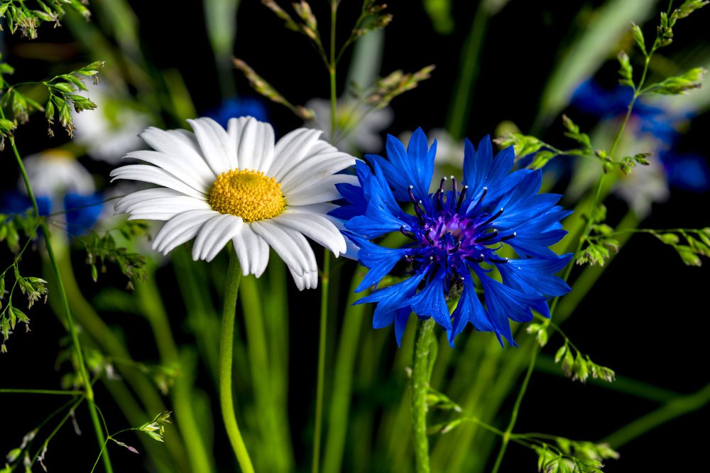 Love Story - Ромашка и Василек