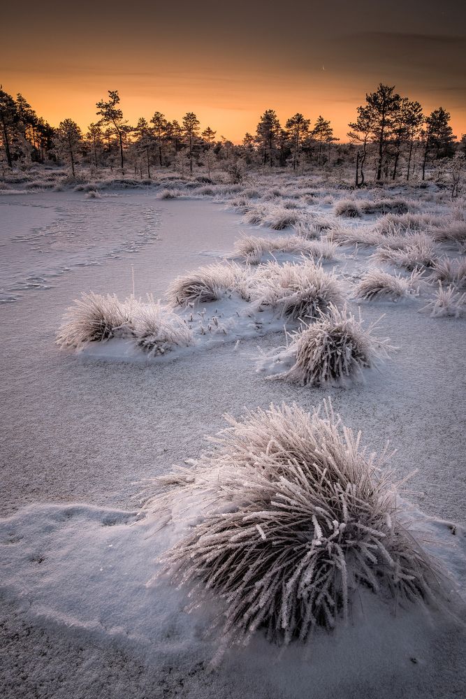 FROZEN BOG