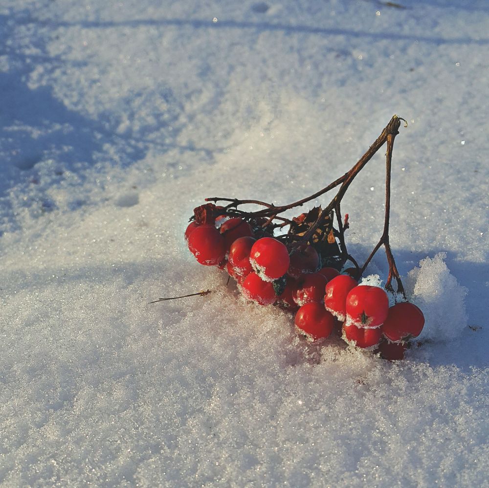 Snow & berry