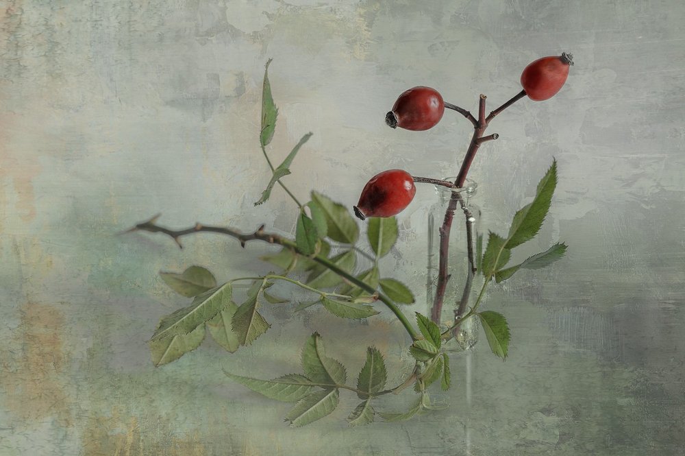 Про шиповник