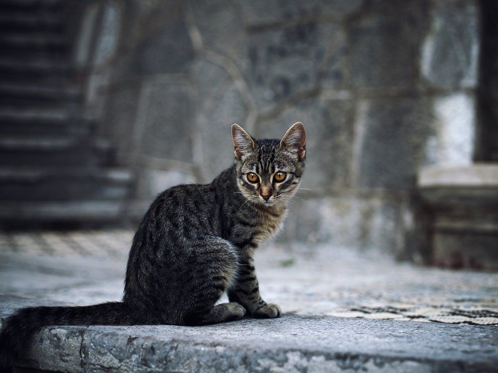 Кошачий мир моего города. 3.