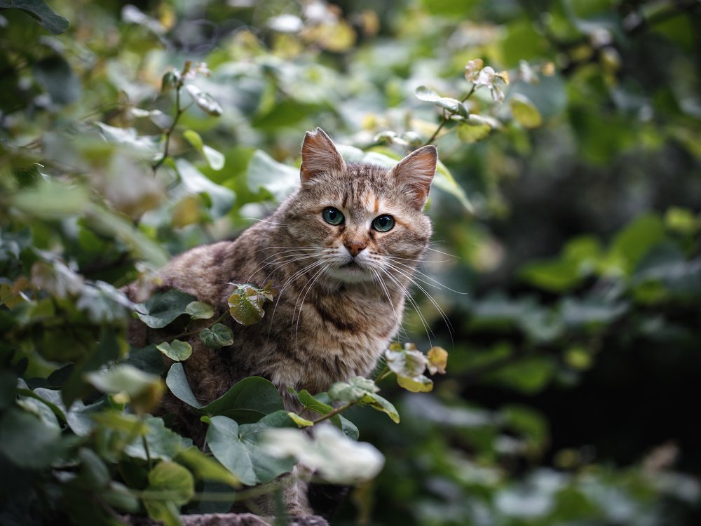 Кошачий мир моего города. 7.